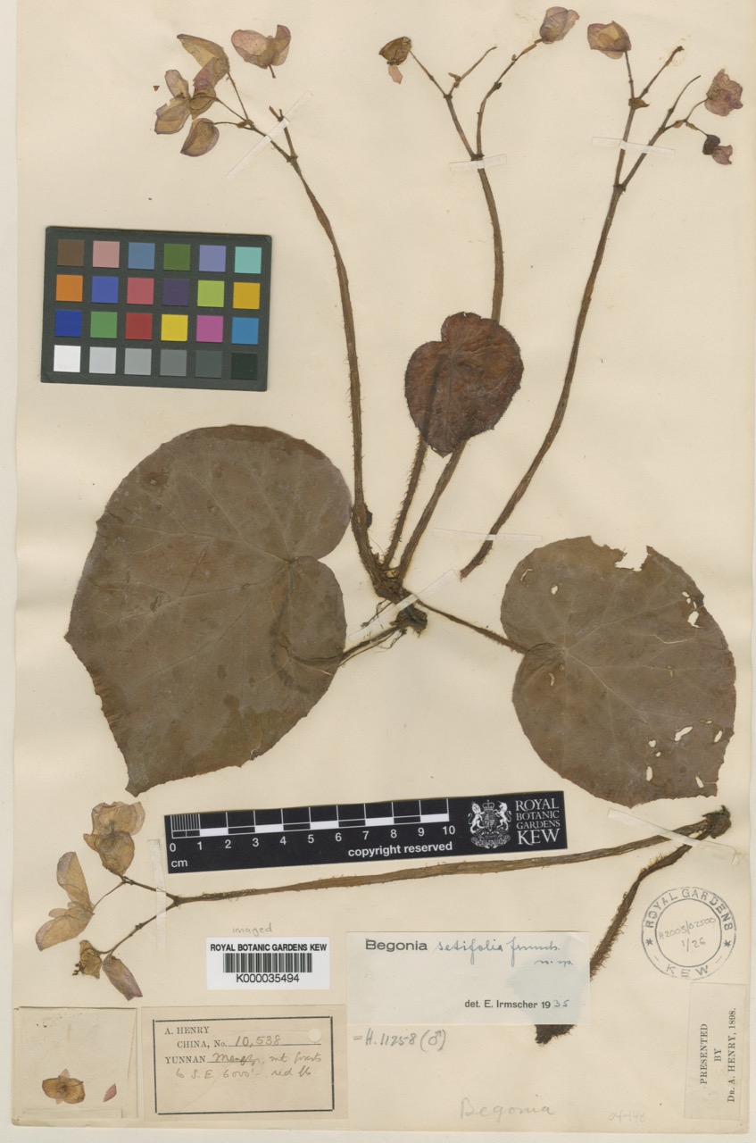 B. setifolia